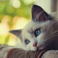 Ảnh đại diện người dùng Thùy My